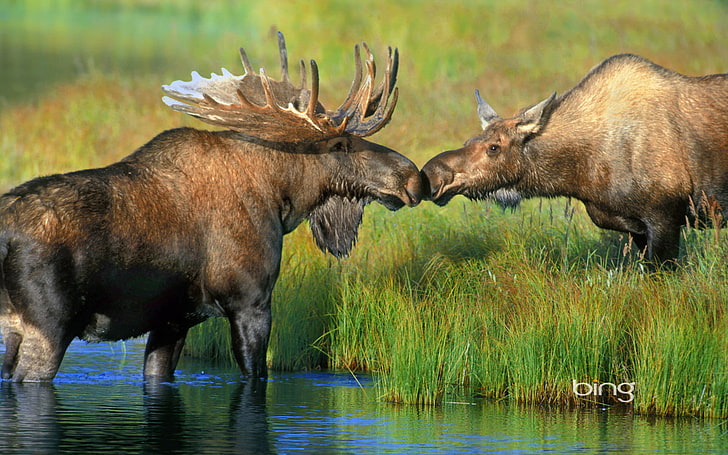 two brown mooses with text overlay, grass, river, Alaska, pair