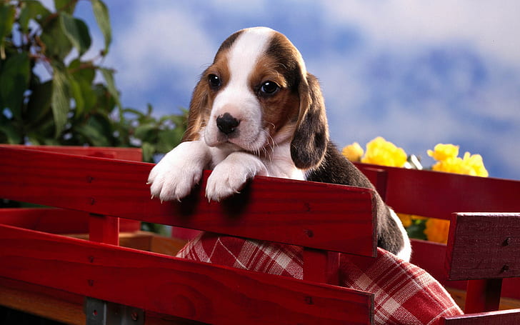 Beagle Puppy, HD wallpaper