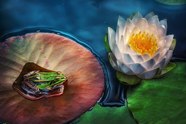 amphibian, flower, frog, lotus, white, wildlife, HD wallpaper