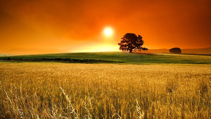 cielo, naranja, naturaleza, puesta, sol, trigo, HD wallpaper