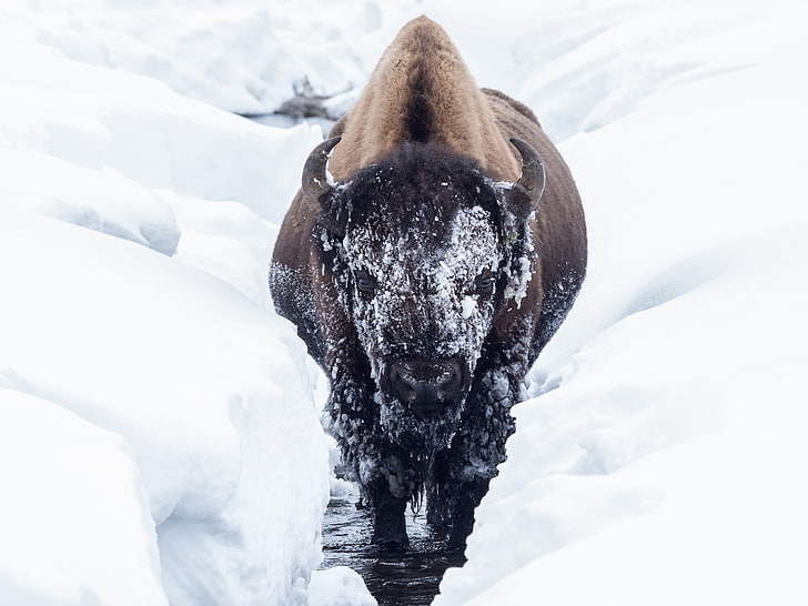 bison, animals, cold, winter, snow, cold temperature, day, animal themes, HD wallpaper