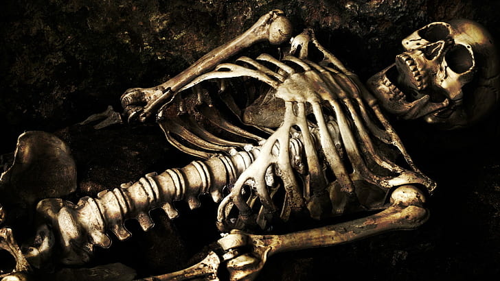 skeleton, bones, skull, HD wallpaper