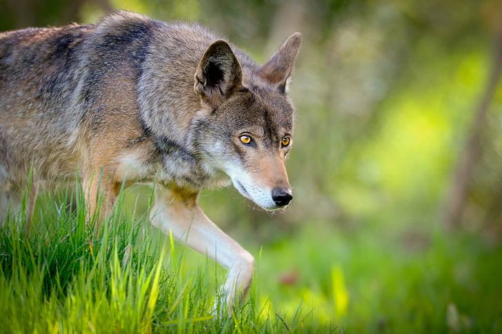 selective focus photo of gray cayote, red wolf, red wolf, carnivore, HD wallpaper