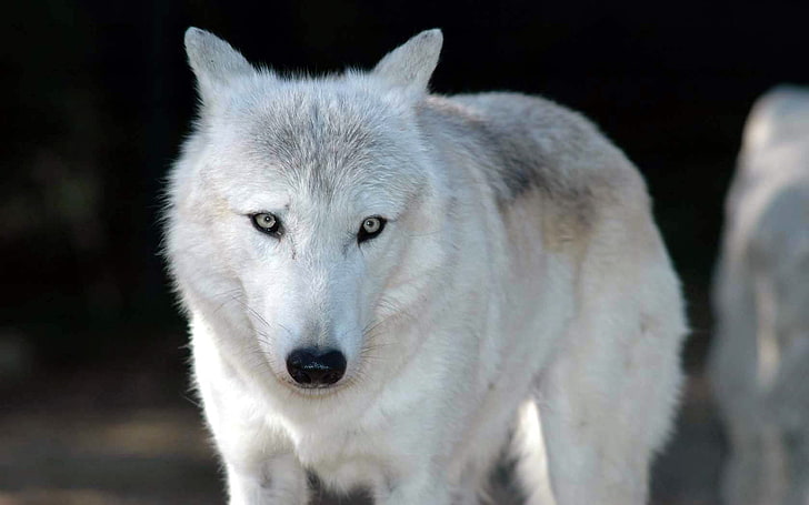 white wolf, animals, gray eyes, closeup, one animal, animal themes