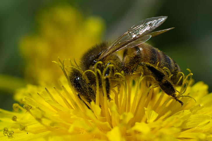 Honey Bee on yellow flower closeup photography, macro, bees, insect