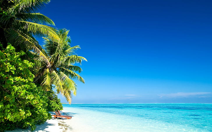 beach, water, sea, tropical, cyan, clear sky, sunlight, palm trees, HD wallpaper