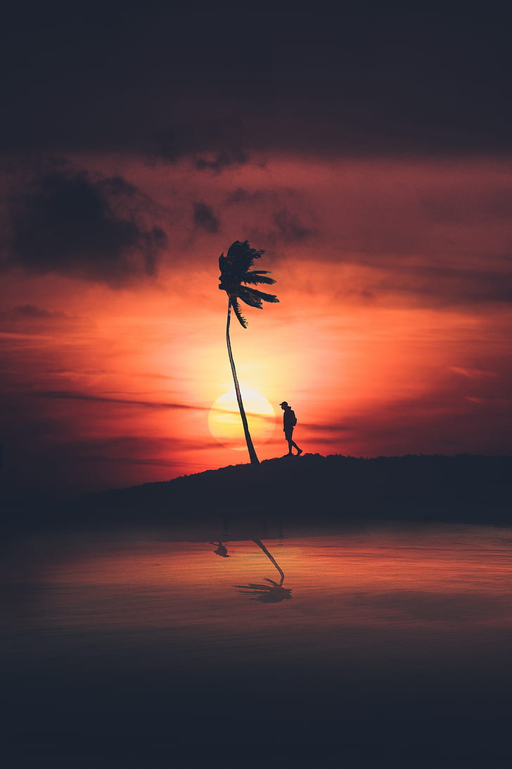 palm, silhouette, sunset, night, loneliness, solitude, HD wallpaper
