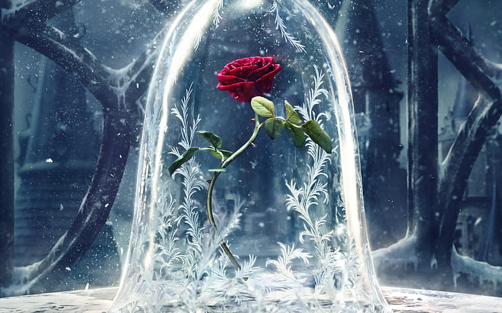 Beauty and the Beast 2017, HD wallpaper