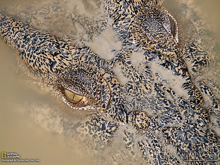 HD wallpaper: Crocodile Australia-National Geographic Best Wallp.., brown  and black crocodile screenshot | Wallpaper Flare