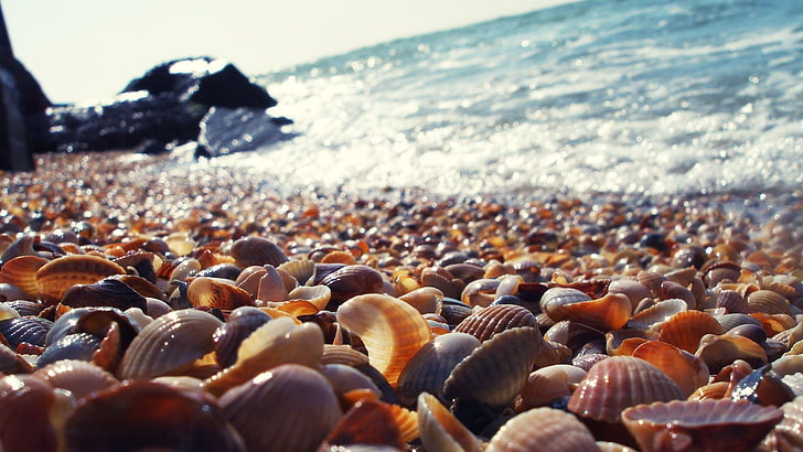 clam shell lot, seashell, rocks, blurred, macro, beach, land, HD wallpaper