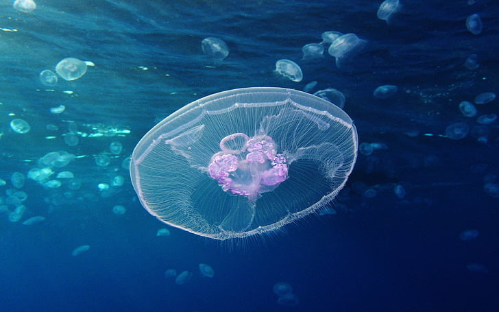 Moon Jellyfish At Gota Sagher Underwater World Okean Widescreen Desktop Backgrounds, HD wallpaper