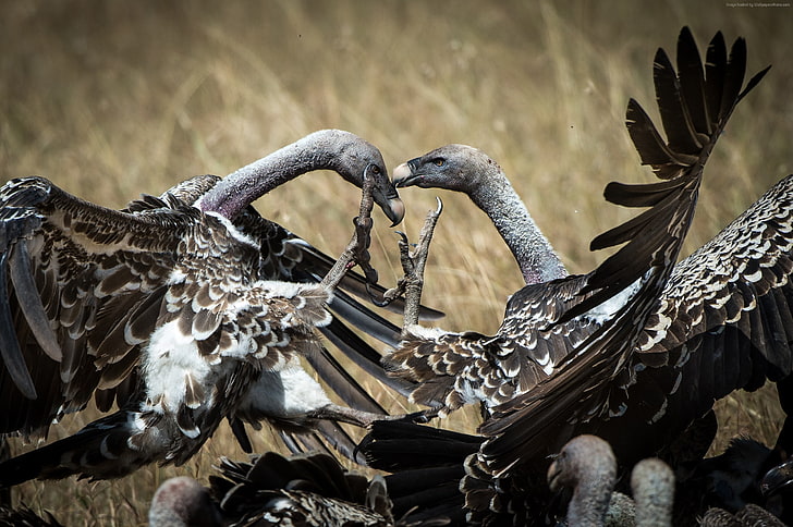 bird, Vulture, Kenya, National Geographic Traveler Photo Contest