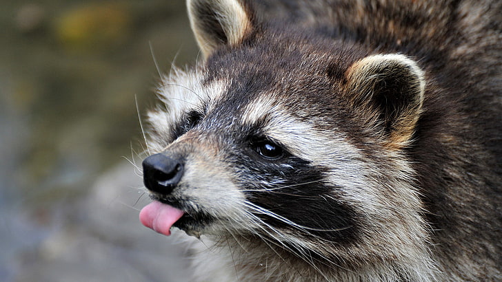 brown racoon, raccoon, tongue, fluffy, animal, mammal, wildlife