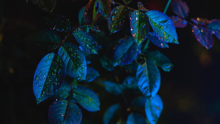 HD wallpaper: green leafed plant, simple, blue, dark, leaves, water drops,  depth of field | Wallpaper Flare