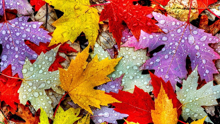 leaf, autumn, maple leaf, tree, maple leaves, colors, colorful, HD wallpaper
