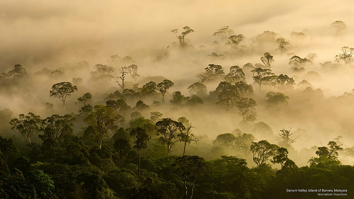 Danum Valley, Island of Borneo, Malaysia, Nature, HD wallpaper