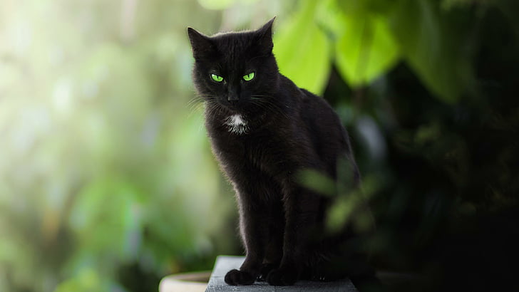 HD wallpaper: black cat, green eyes, emerald green | Wallpaper Flare