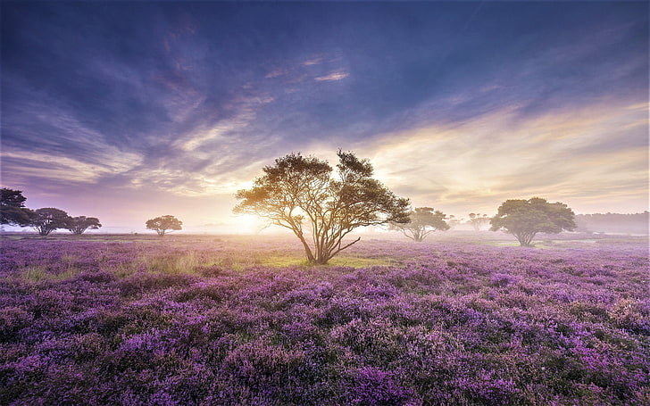 green leafed tree and purple flowers, landscape, sunrise, nature, HD wallpaper