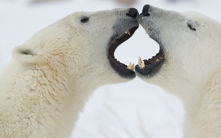HD wallpaper: Polar bears, Couple, Playful, Anger, animal, animal themes |  Wallpaper Flare
