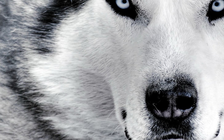 white and black snow wolf, Siberian Husky, animals, dog, one animal, HD wallpaper