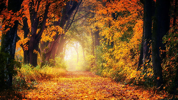 HD wallpaper: autumn colors, autumn landscape, autumn forest, colorful  leaves | Wallpaper Flare