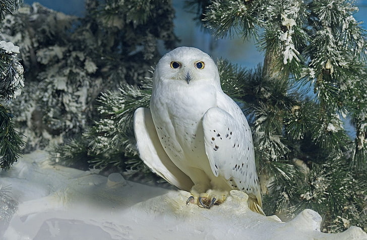 Birds, Snowy Owl, Fir Tree, Winter