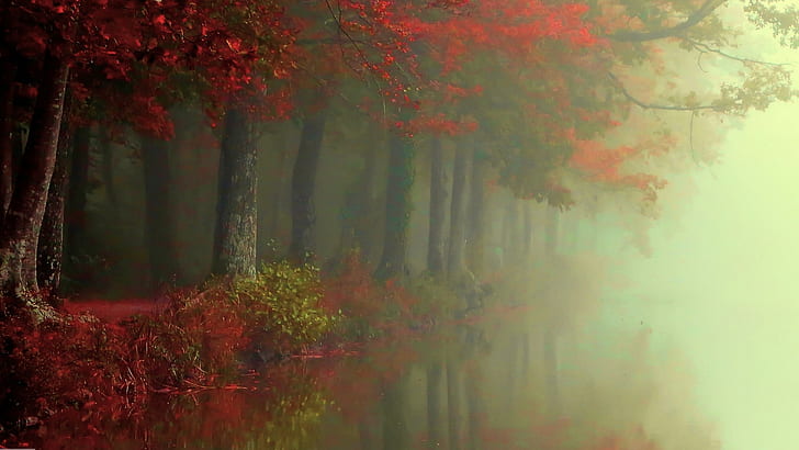 nature, landscape, fall, forest, mist, river, trees, red, leaves