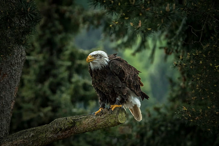 HD wallpaper: Bald eagle on tree, bald eagle, predator, hawk, pine, bird |  Wallpaper Flare