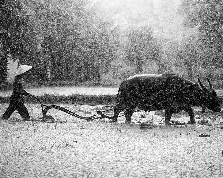 Water Buffalo Ploughing Rice Fields, Black and White, Drops, Travel