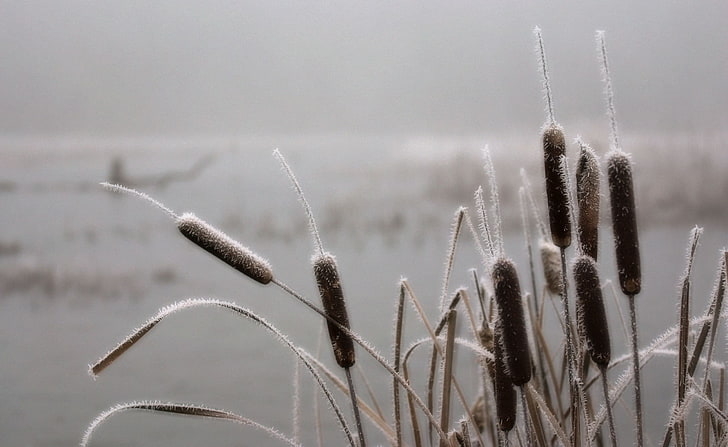 Frosted Cattails, Nature, Landscape, HD wallpaper