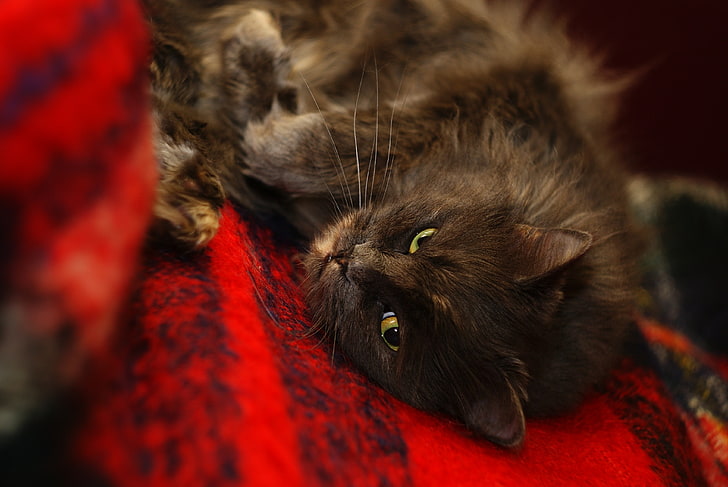 long-fur black cat, muzzle, sleep, fuzzy, domestic Cat, pets, HD wallpaper