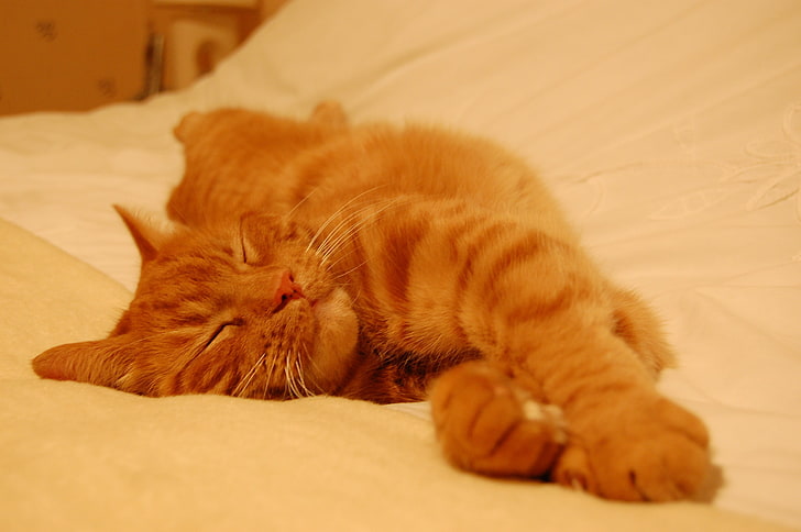 orange tabby cat, sleeping, relaxation, domestic cat, animal themes, HD wallpaper