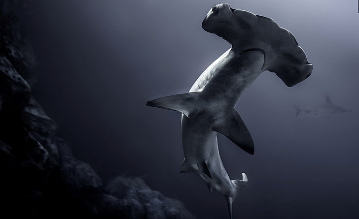 Sharks, Hammerhead Shark, Sea Life, Underwater, predator (Animal), HD wallpaper