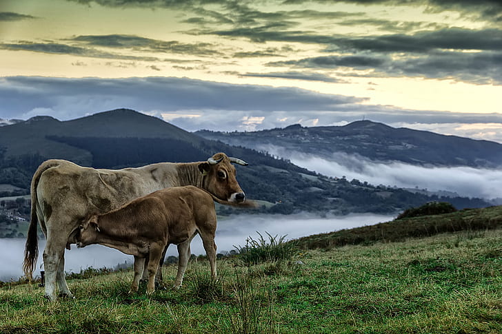 brown cattle with calf on grass field near a mountain, Alborada