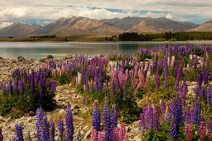 New Zealand Lake Mountains Delphinium Tekapo Nature, blue purple pink flowers, HD wallpaper