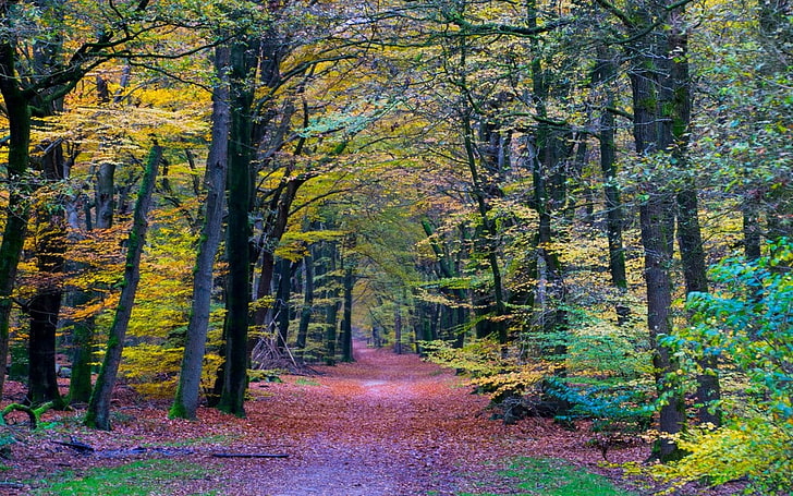 nature, landscape, forest, colorful, path, trees, fall, leaves, HD wallpaper