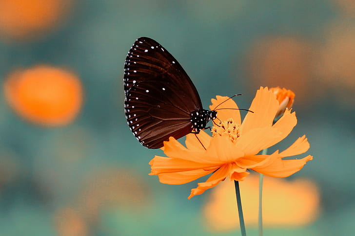 butterfly, Cosmos (flower), depth of field, macro, yellow, HD wallpaper