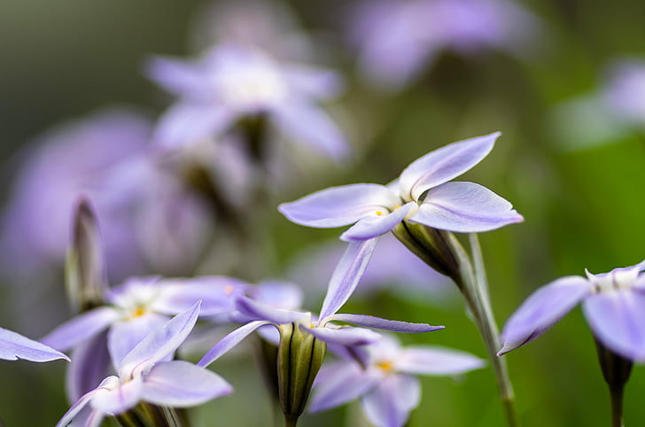 lavender flowers photography, spring, Blumen, Flower  garden, HD wallpaper