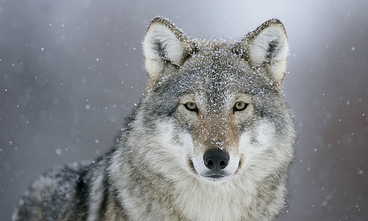 white and grey wolf, look, snow, predator, winter, gray Wolf, HD wallpaper