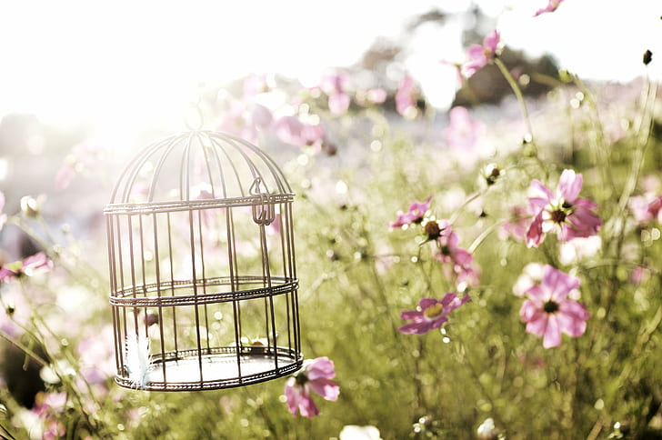 selective photography of pet bird cage surround by pink petaled flowers during daytime, HD wallpaper
