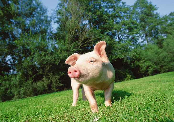 brown piglet, grass, lawn, animal, farm, pink Color, domestic Pig, HD wallpaper