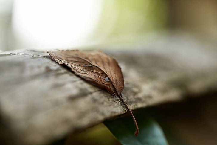 selective focus photography of green leaf on brown wood, Passage of Time, HD wallpaper