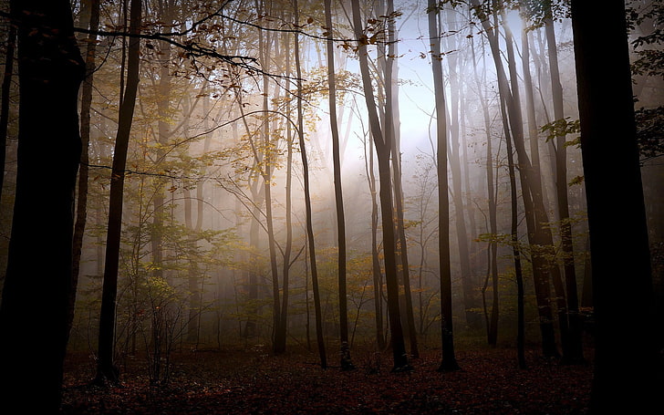 brown trees, nature, landscape, forest, fall, sunlight, mystery, HD wallpaper