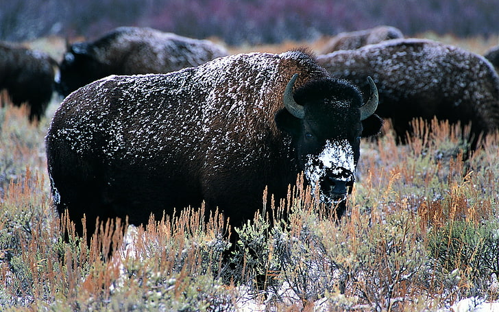 brown bison, horns, snow, american Bison, animal, nature, yellowstone National Park, HD wallpaper