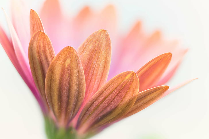 pink Daisy closeup photography, daisy, flower, floral, macro, HD wallpaper