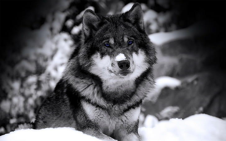 wolf, selective coloring, HD wallpaper