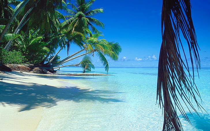 Nature, Landscape, Sea, Beach, Palm Trees, Sand, Tropical, Island, Summer, HD wallpaper