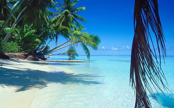 green tropical trees, nature, landscape, sea, beach, palm trees, HD wallpaper