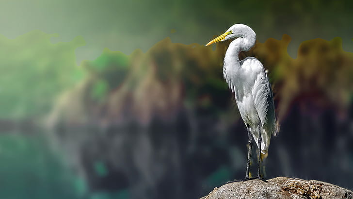 egret, white, herons, White heron, animals, blurred, birds, HD wallpaper