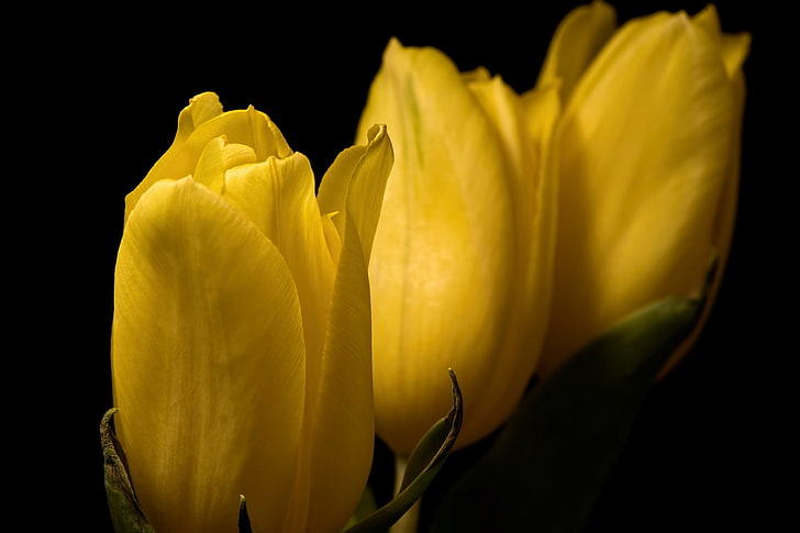 tulips, flowers, yellow flowers, plants, petal, flowering plant, HD wallpaper